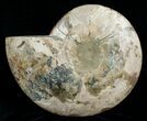 Huge Polished Cleoniceras Ammonite - Half #5214-2